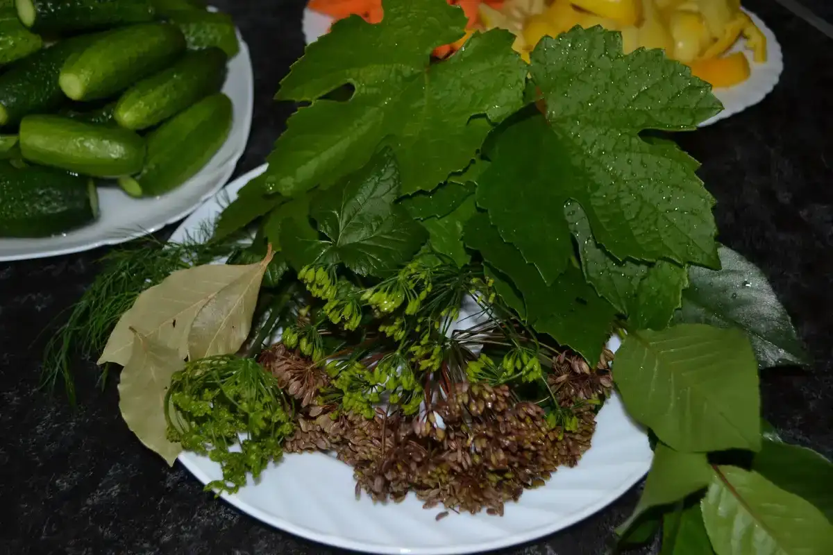 Мариновані хрусткі огірочки на зиму: смачний рецепт з виноградним листям, який не розчарує
