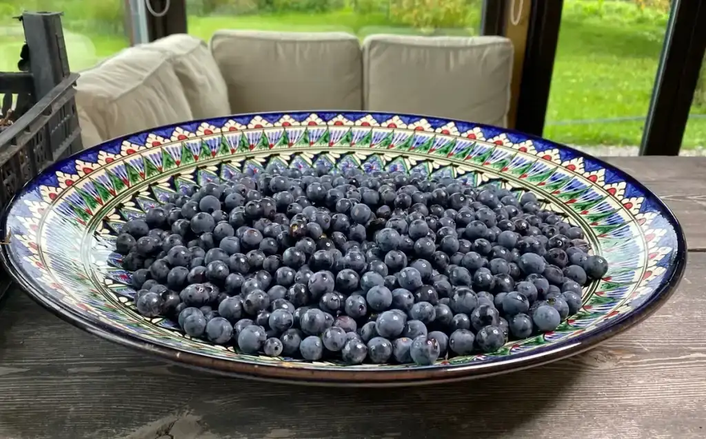 Вино з винограду в домашніх умовах: ділюсь своїм рецептом