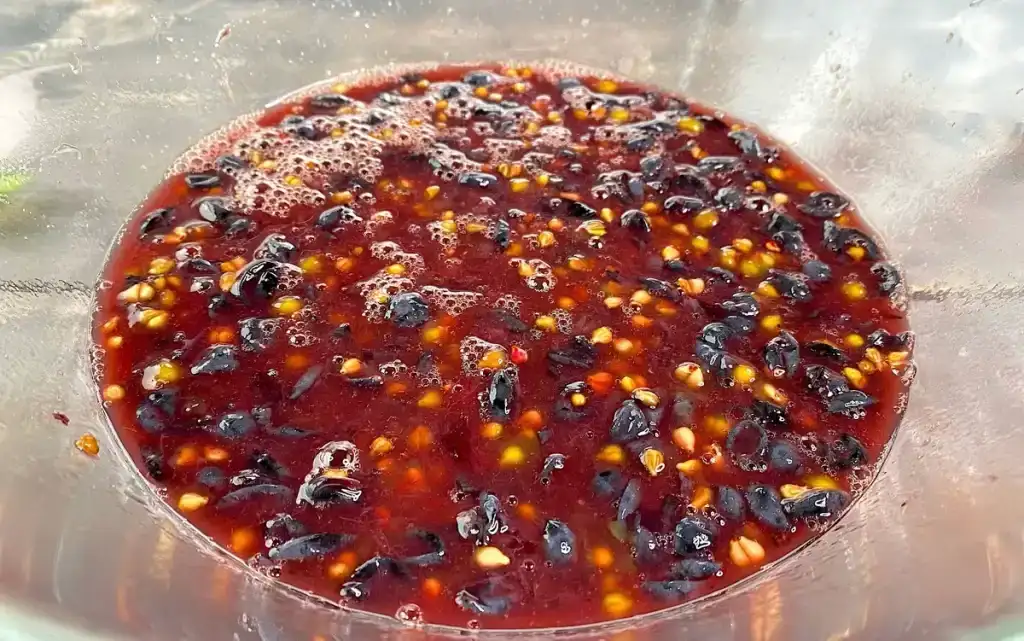 Вино з винограду в домашніх умовах: ділюсь своїм рецептом