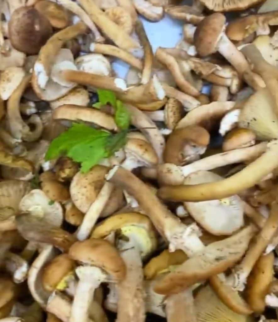 Грибна ікра на зиму: простий рецепт смачної консервації