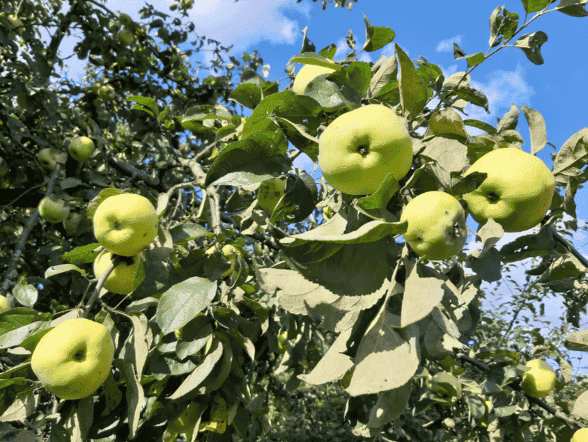 Домашня настойка на яблуках "Антонівка": 3 простих рецепти, як зробити напій смачнішим і ароматнішим, ділюсь з Вами