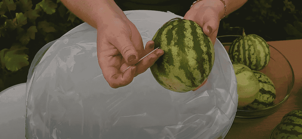 Квашені кавуни з яблуками на зиму (без оцту): показую як смачно заготовити кавуни ціленькими, виходять хрусткі, ароматні як бочкові