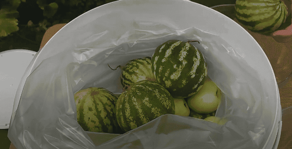 Квашені кавуни з яблуками на зиму (без оцту): показую як смачно заготовити кавуни ціленькими, виходять хрусткі, ароматні як бочкові