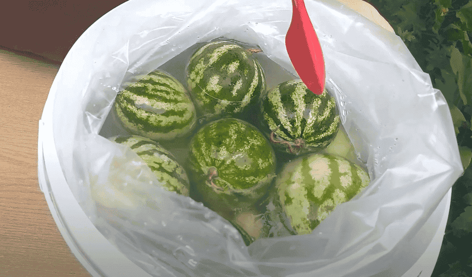 Квашені кавуни з яблуками на зиму (без оцту): показую як смачно заготовити кавуни ціленькими, виходять хрусткі, ароматні як бочкові