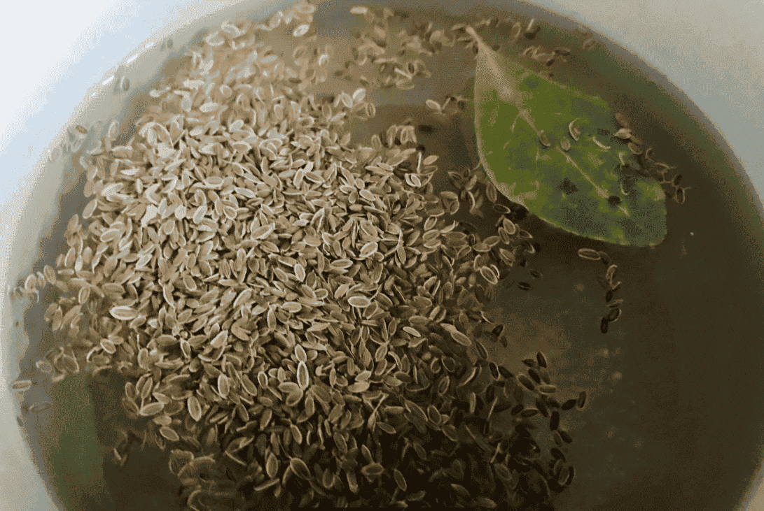 Зелені помідори на зиму "Оливки по-українськи": смачна та пікантна заготовка, яка взимку смакує всім (тому дрібні помідорки не викидаю, а готую цю смакоту)