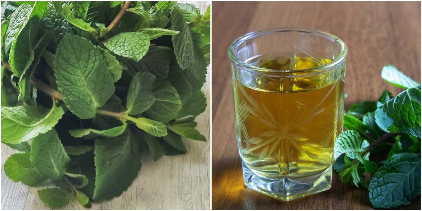 Настоянка на м'яті в домашніх умовах: ніжний, ароматний і дуже приємний напій приготовлений власноруч