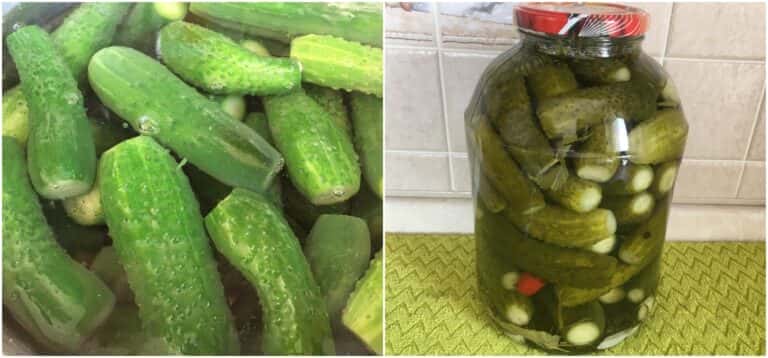 malosolni ohirky na zymu