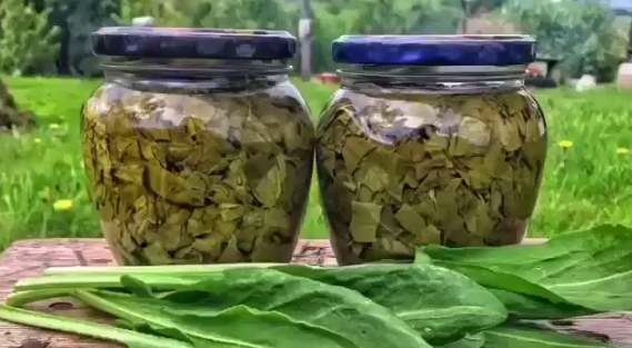 Щавель на зиму без солі і оцту: мій улюблений рецепт, в морозилці більше не морожу, так подобається найбільше