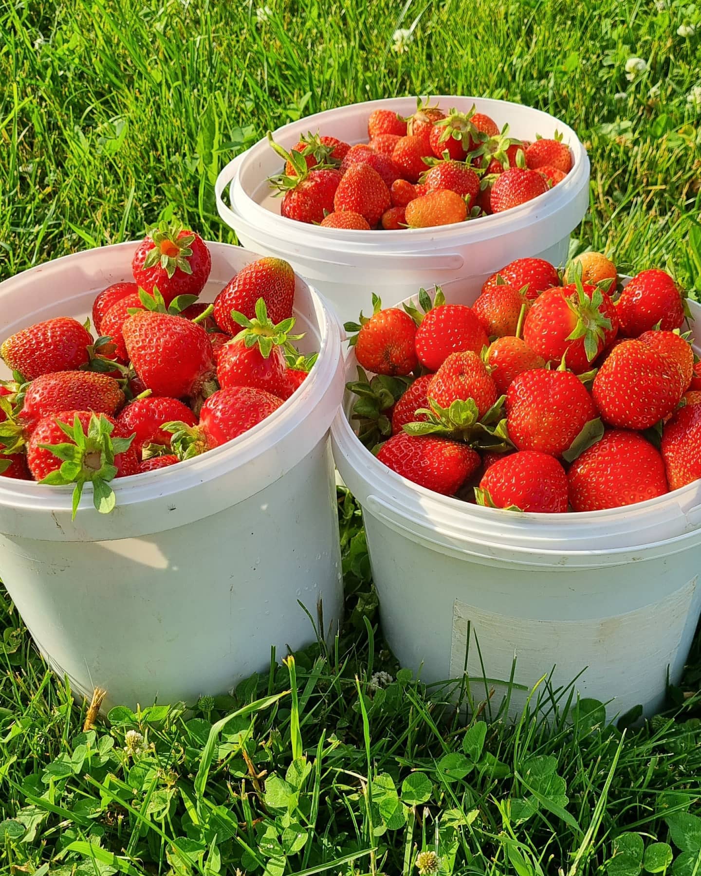 Показую, які заготовки я роблю з полуниці на зиму і не тільки. В мене вони є щороку на постійній основі