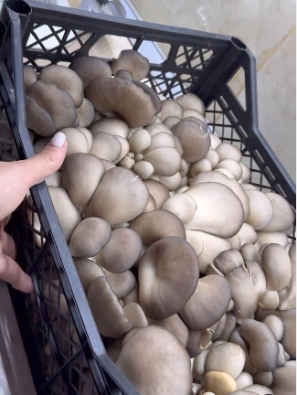 Не рецепт, а справжня знахідка! Мариновані ГЛИВИ на зиму: найкращий рецепт приготування цих смачних грибочків