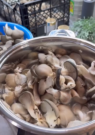 Не рецепт, а справжня знахідка! Мариновані ГЛИВИ на зиму: найкращий рецепт приготування цих смачних грибочків