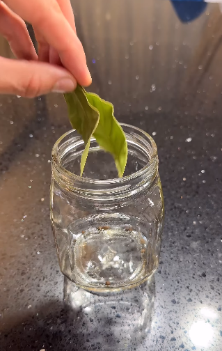 Домашня тушонка з курки - набагато смачніша і корисніша, ніж зі свинини! Таку тушонку готую БЕЗ автоклаву і зберігаю 2 роки!