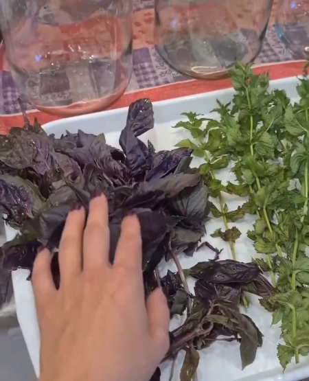 Компот із базиліка на зиму. Готую цей чудовий і ароматний напій БЕЗ фруктів і ягід