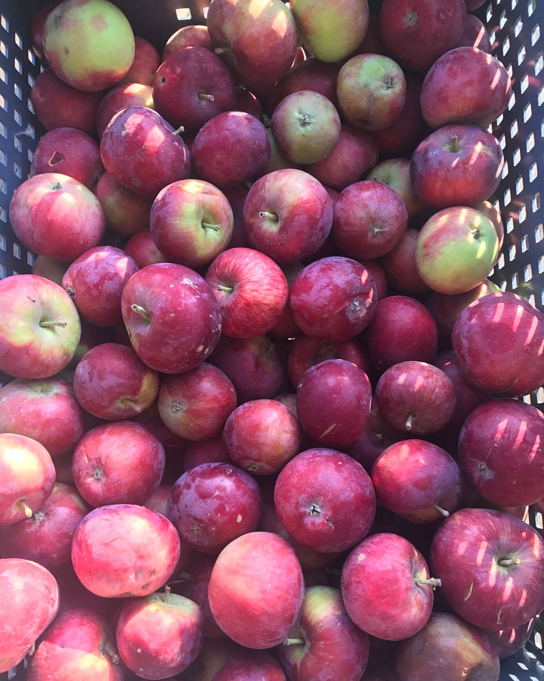 Яблучне пюре зі згущеним молоком - ця заготовка на зиму із яблук в мене вже кілька років є найулюбленішою!