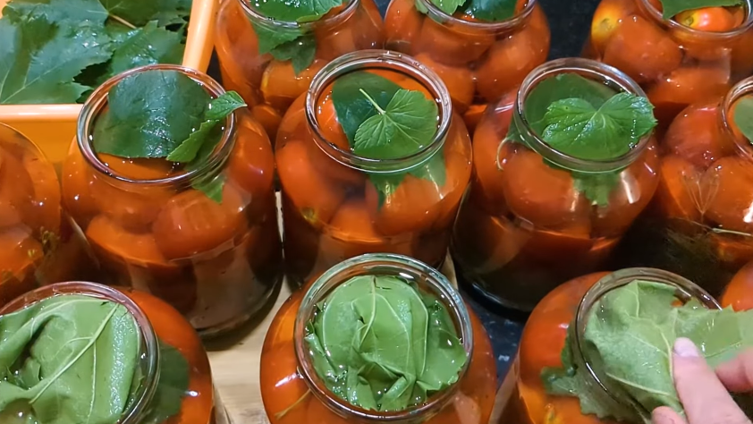 Квашені помідори, як бочкові! БЕЗ оцту та стерилізації! Такі помідори на зиму зберігаються у квартирі!