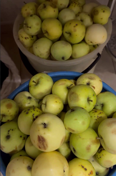 Готувати яблучний сік дуже просто! І я щороку закручую його на зиму з будь-яких яблук - це смачно і корисно!