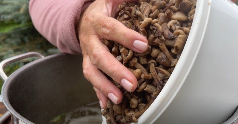 Мариную опеньки, як вчила бабуся! Показую, як приготувати мариновані гриби на зиму у банках - смачний та простий рецепт!