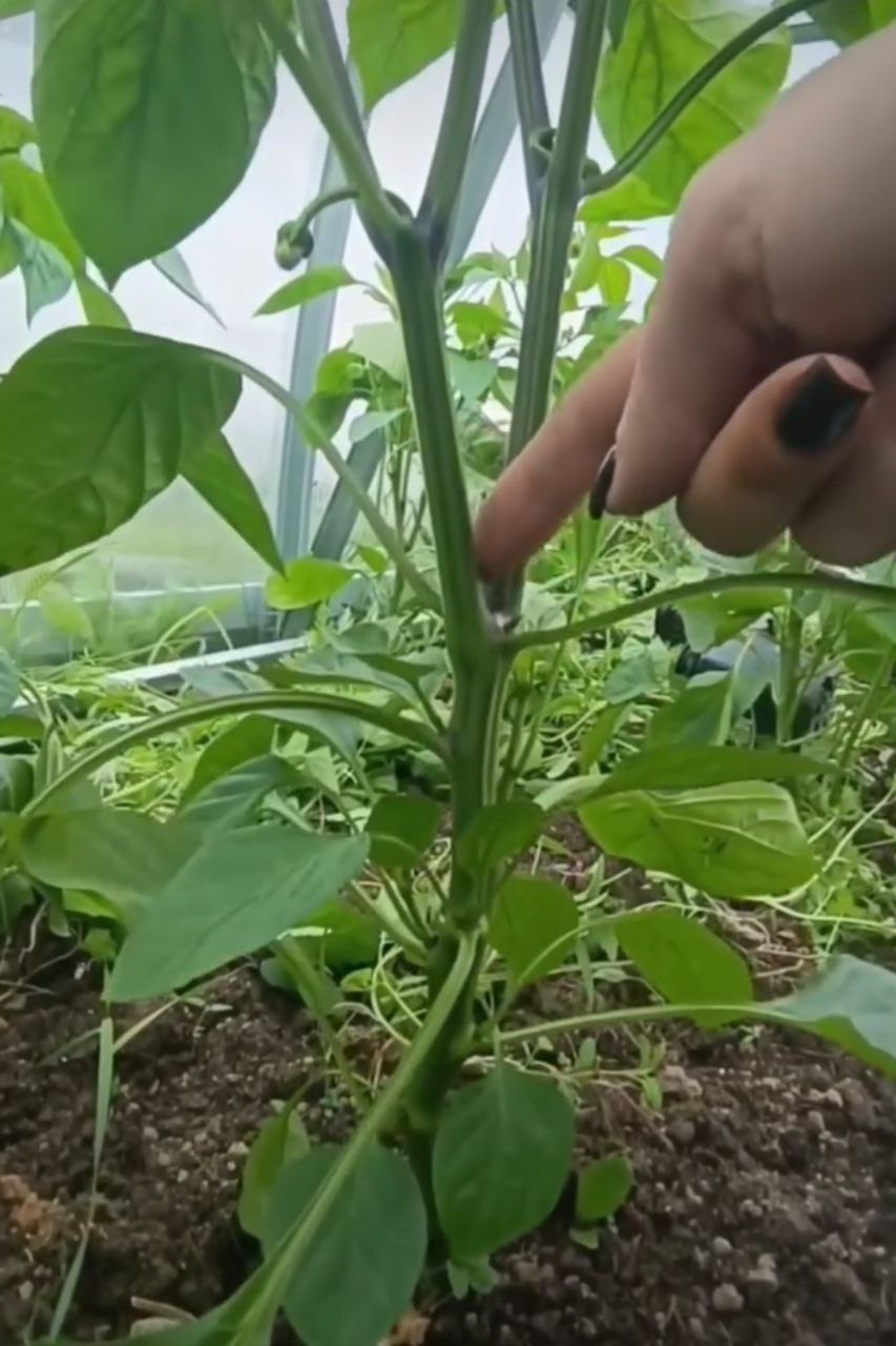 Догляд за перцем на раз-два! Показую, як я вирощую великі і соковиті перці на своїй грядці