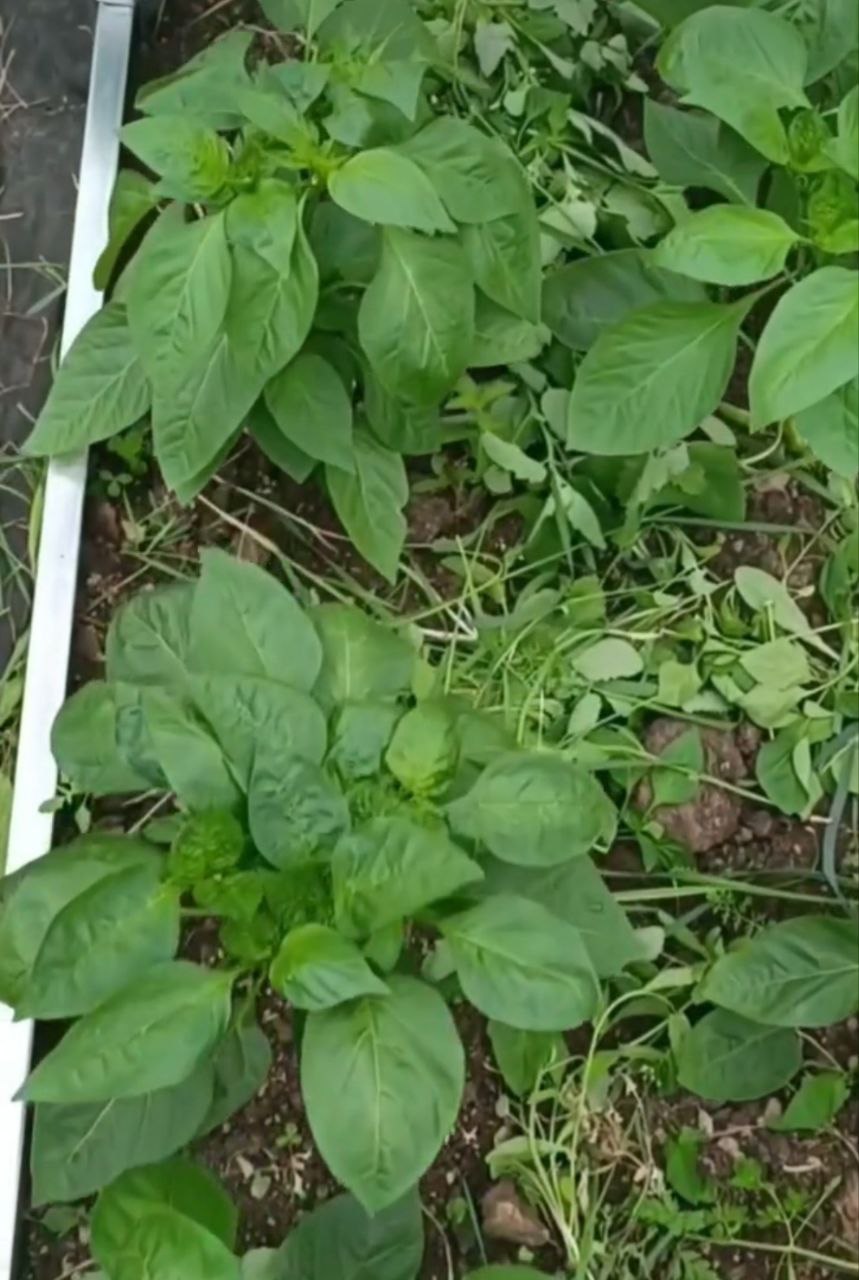 Догляд за перцем на раз-два! Показую, як я вирощую великі і соковиті перці на своїй грядці