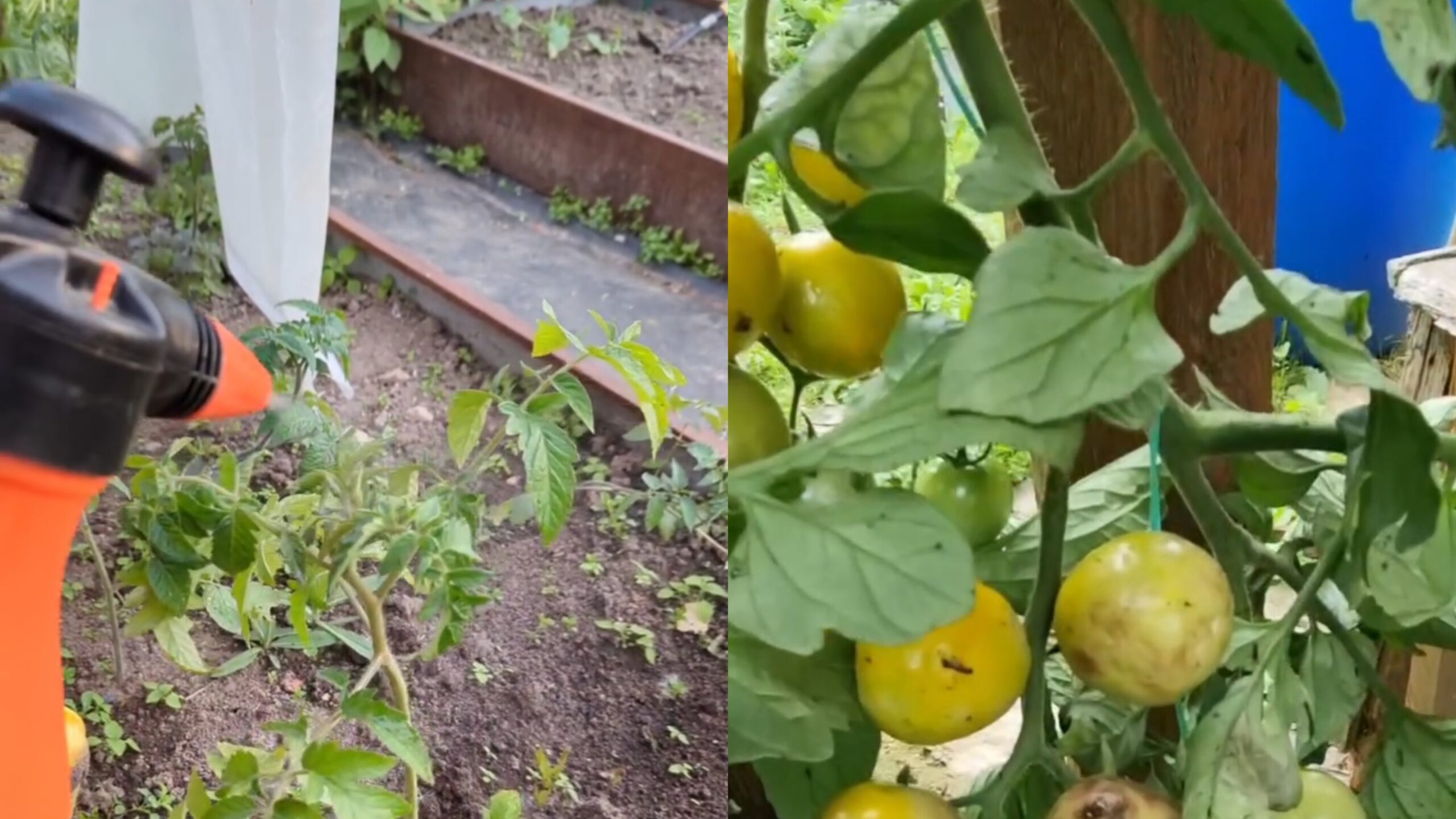 Щоб на моїх рослинах небуло фітофтори я обробляю їх цим копійчанним засобом вже роки! І не кажіть мені, що нічого не допомагає!