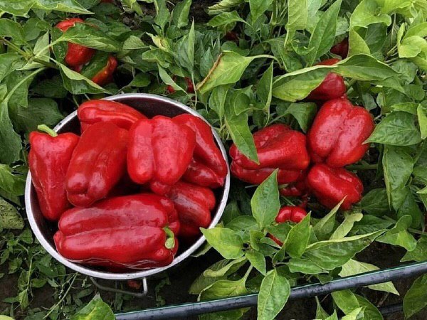 Підживлюю перці тільки натуральними добривами! БЕЗ хімії і шкідливих добавок! Перці Вам віддячать чудовим урожаєм!