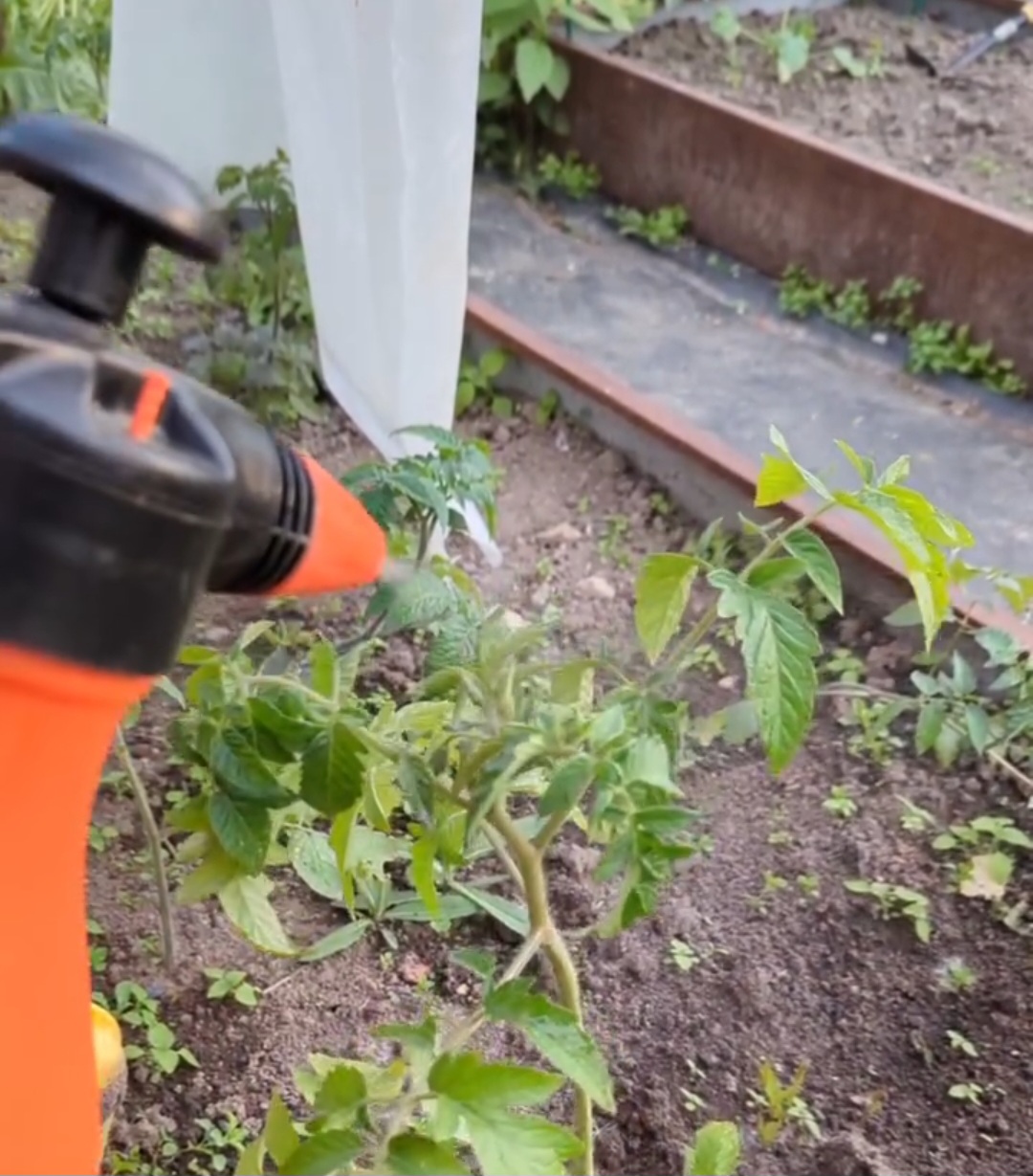 Щоб на моїх рослинах небуло фітофтори я обробляю їх цим копійчанним засобом вже роки! І не кажіть мені, що нічого не допомагає!