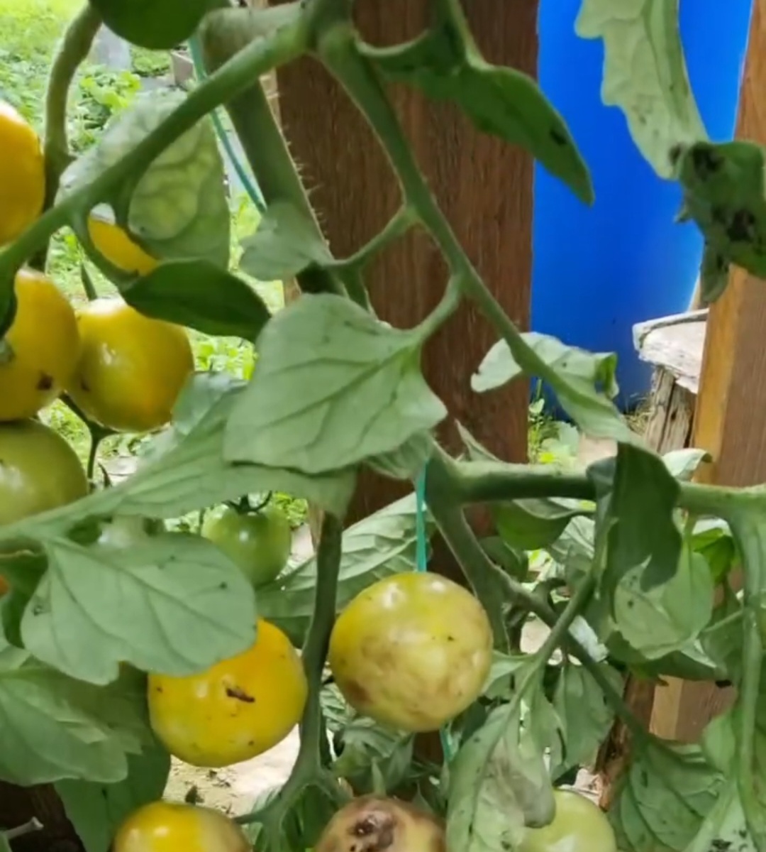 Щоб на моїх рослинах небуло фітофтори я обробляю їх цим копійчанним засобом вже роки! І не кажіть мені, що нічого не допомагає!