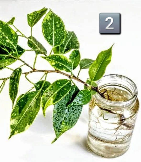 Результат 100%! Не бійтеся ножиць! Саме час перетворювати Ваш Фікус на пишне дерево!