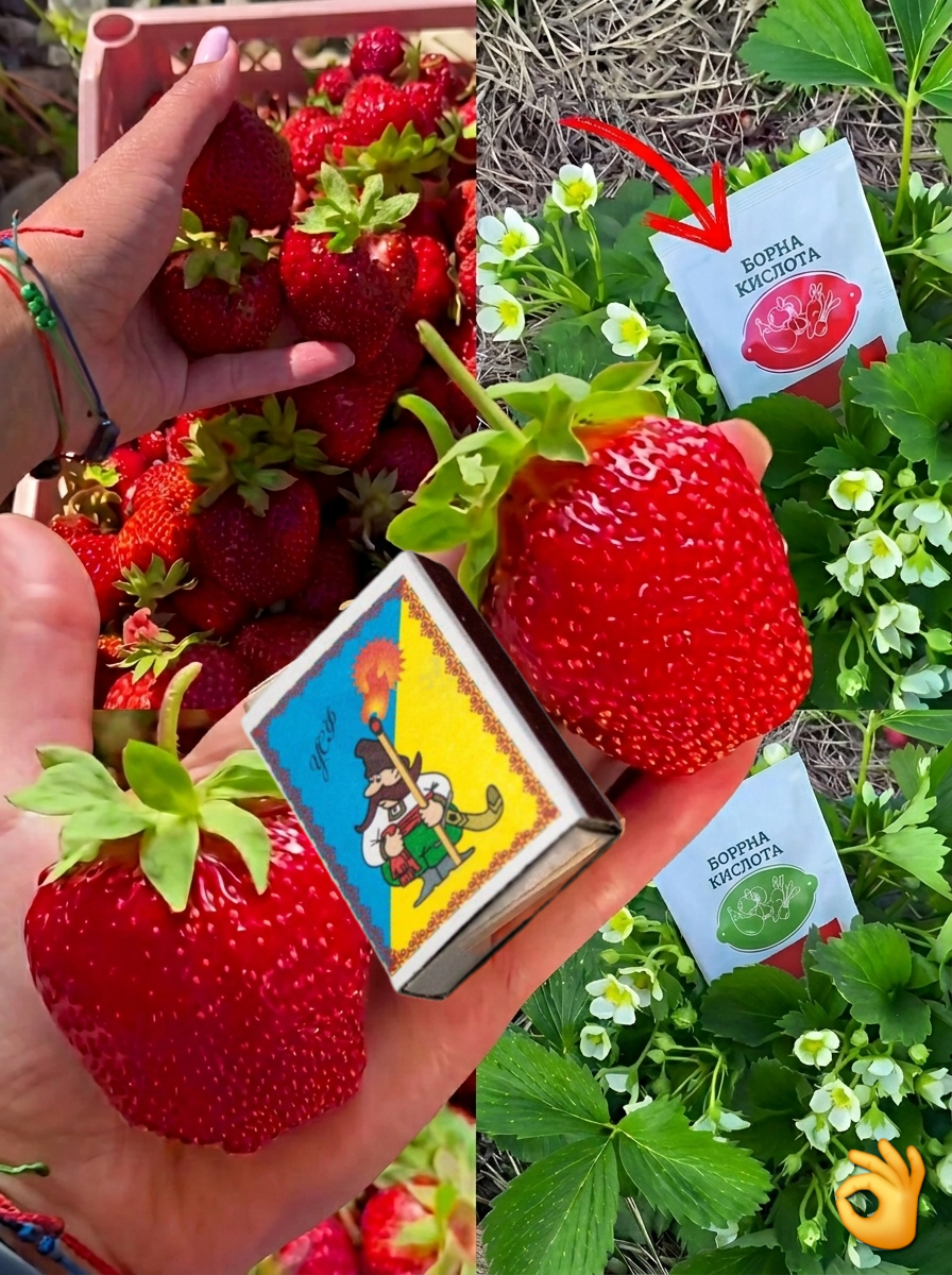 Трачу копійки зараз, щоб потім не купувати дорого! Як тільки цвіте полуниця оприскую її цим розчином і отримую 100% великий урожай!