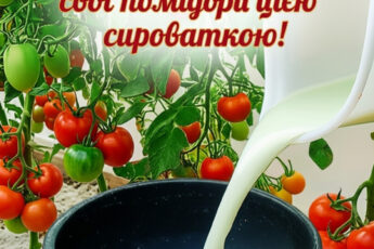 fb scho dae syrovatka dlya pomidoriv koly i yak ii vykorystovuvaty dlya harnoho vrozhayu 130753